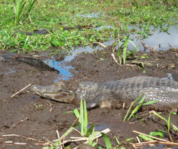 Champaquí Adventure - Esteros del Iberá - 8